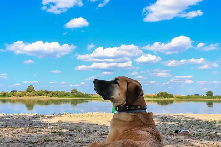 Brauner Hund mit Halsband liegt am sandigen Ufer, im Hintergrund Gew&auml;sser, Baumreihe und blauer Himmel mit wei&szlig;en Wolken