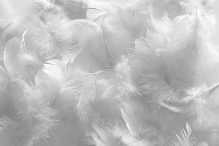 Nahaufnahme mehrerer wei&szlig;er Federn