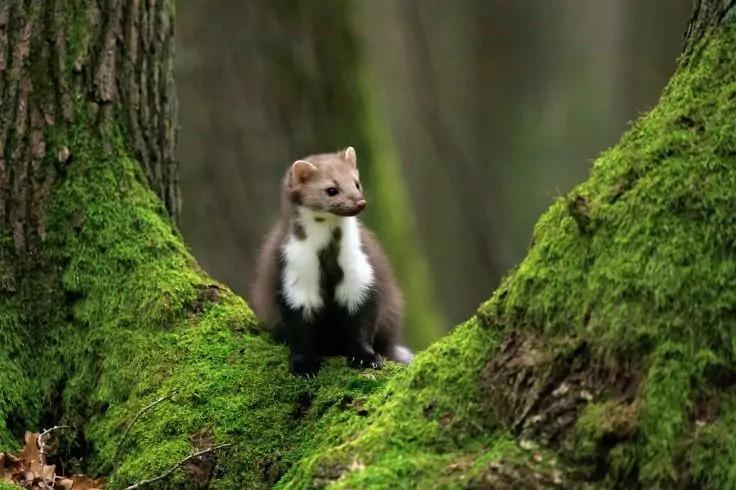 Kleines braun-weißes Wiesel auf einem moosbewachsenen Baumstamm zwischen zwei Baumstämmen im Wald