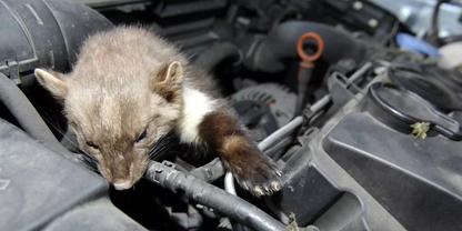 Kleines braunes junges Tier liegt zwischen Bauteilen eines ge&ouml;ffneten Auto-Motorraums, eine Pfote ruht auf einem Schlauch, oranger &Ouml;lmessstab sichtbar