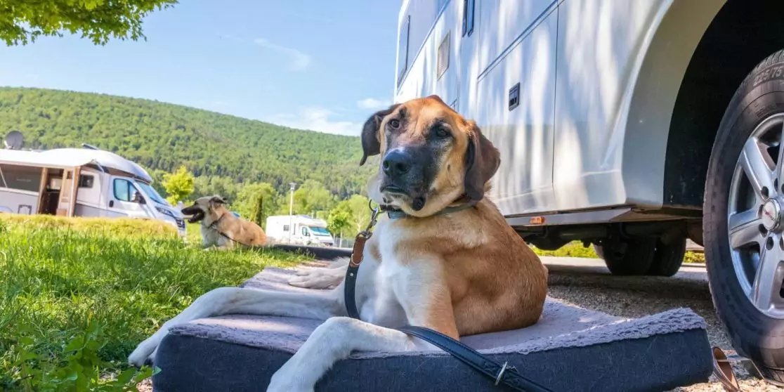 Brauner Hund liegt auf einer rechteckigen Matte neben einem geparkten Wohnmobil; im Hintergrund Gras, weitere Camper, B&auml;ume und ein bewaldeter H&uuml;gel unter blauem Himmel