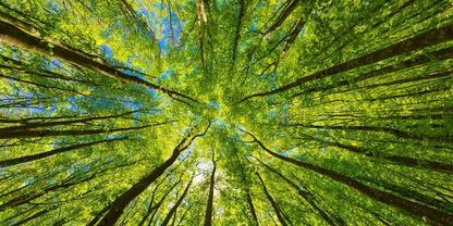 Blick nach oben in einen Wald mit hohen Baumst&auml;mmen, gr&uuml;nem Blattwerk, blauem Himmel und Sonnenlicht durch das Bl&auml;tterdach