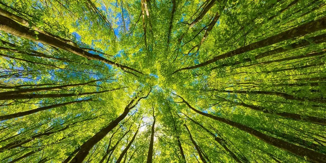 Blick nach oben in einen Wald mit hohen Baumst&auml;mmen, gr&uuml;nem Blattwerk, blauem Himmel und Sonnenlicht durch das Bl&auml;tterdach