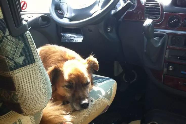 Braun-wei&szlig;er Hund liegt auf dem Vordersitz eines Fahrzeugs, Lenkrad und Armaturenbrett sichtbar