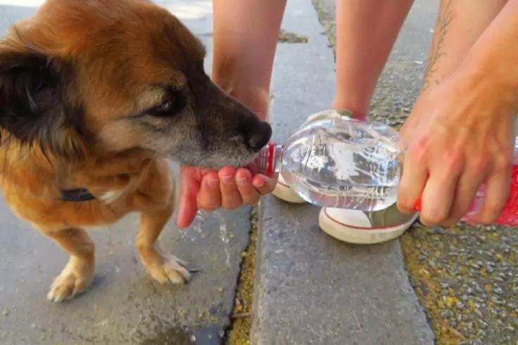 Kleiner brauner Hund trinkt Wasser, das aus einer Plastikflasche in eine hohle Hand gegossen wird; sichtbare Beine und H&auml;nde auf Gehwegpflaster