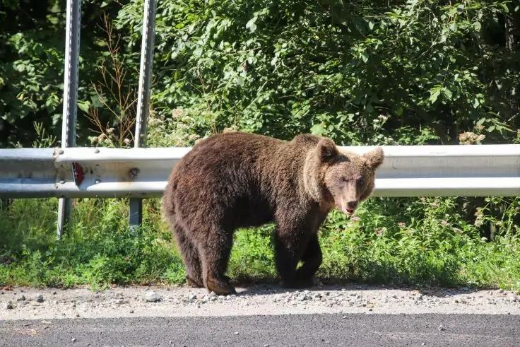 Brauner B&auml;r neben einer metallischen Leitplanke am Stra&szlig;enrand, im Hintergrund B&auml;ume und Str&auml;ucher