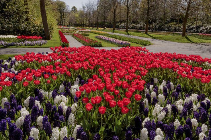 Blick auf Blumenbeete mit roten Tulpen und violetten sowie wei&szlig;en Hyazinthen, Wege und B&auml;ume im Hintergrund