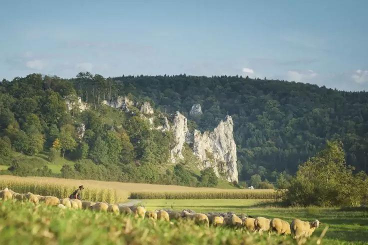 Schafe auf einer Wiese im Vordergrund, eine Person neben ihnen, dahinter Felder, wei&szlig;e Felsenklippen und ein bewaldeter H&uuml;gel unter blauem Himmel