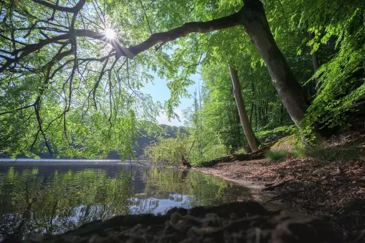 Ufer eines Sees mit &uuml;berh&auml;ngenden B&auml;umen, Sonnenlicht durch die Bl&auml;tter, Spiegelung im Wasser, eine Person sitzt am Ufer