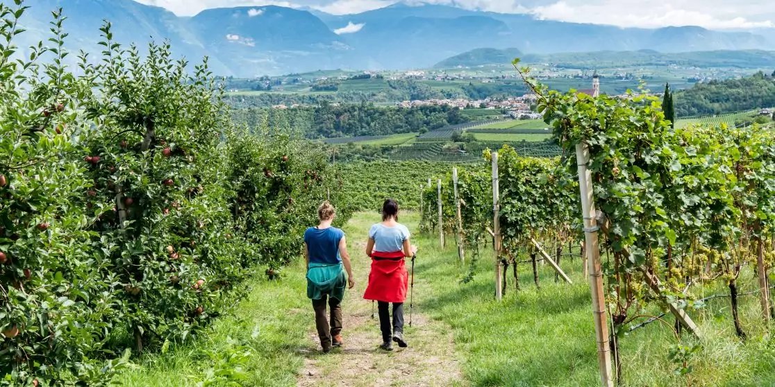 Zwei Personen von hinten gehen auf einem schmalen Weg zwischen Reihen von Reben und B&uuml;schen; im Hintergrund H&uuml;gel und Berge, blauer Himmel mit Wolken