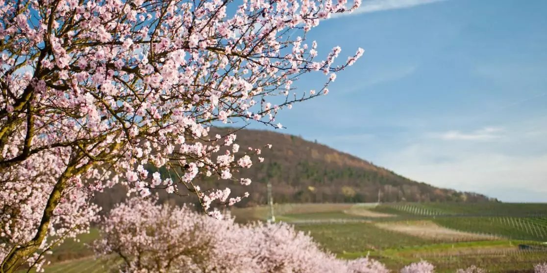 Rosa bl&uuml;hende B&auml;ume im Vordergrund, bepflanzte Reihenfelder auf H&uuml;geln und blauer Himmel mit d&uuml;nnen Wolken