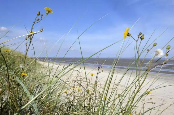 Strand mit D&uuml;nengras und gelben Bl&uuml;ten im Vordergrund, Sand, Meer und blauer Himmel