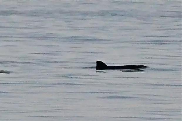Dunkle R&uuml;ckenflosse und R&uuml;cken eines Meeress&auml;ugers auf ruhiger Wasseroberfl&auml;che