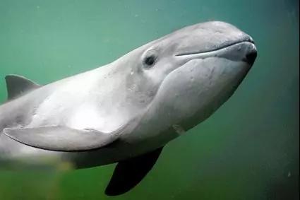 Nahaufnahme eines grauen Meeress&auml;ugers unter Wasser, seitlicher Blick auf Kopf, K&ouml;rper und Flossen, gr&uuml;nes Wasser im Hintergrund