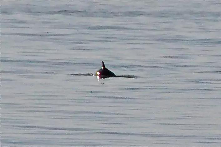 Dunkle R&uuml;ckenflosse und leichter Wasserwirbel auf ruhiger Wasseroberfl&auml;che
