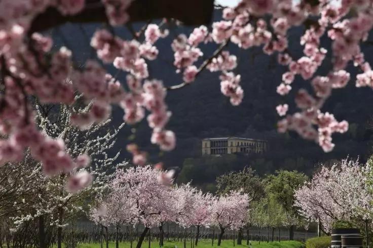 Reihen bl&uuml;hender B&auml;ume mit rosa Bl&uuml;ten, Gras darunter, bl&uuml;hende Zweige im Vordergrund, ein langes Geb&auml;ude an einem dunklen Hang im Hintergrund