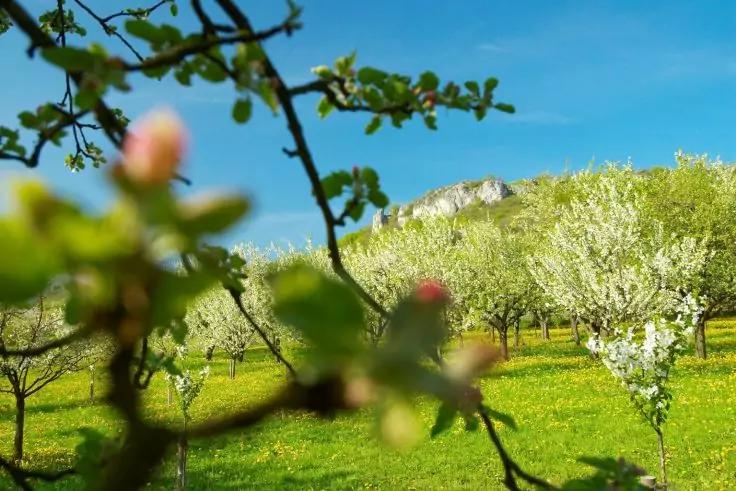 Zweig mit Knospen im Vordergrund, dahinter bl&uuml;hende B&auml;ume auf gr&uuml;ner Wiese, blauer Himmel und felsiger H&uuml;gel im Hintergrund