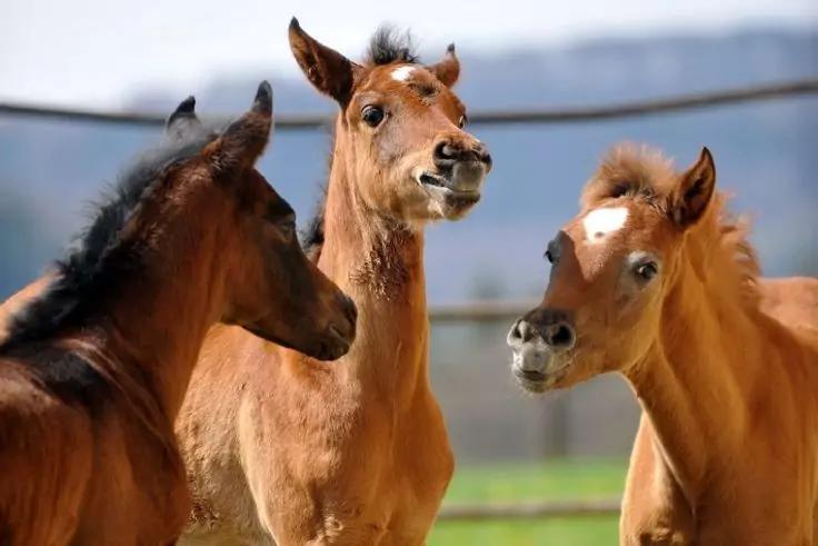 Drei braune Fohlen stehen dicht beieinander in einem umz&auml;unten Feld, im Hintergrund Gras und verschwommene H&uuml;gel