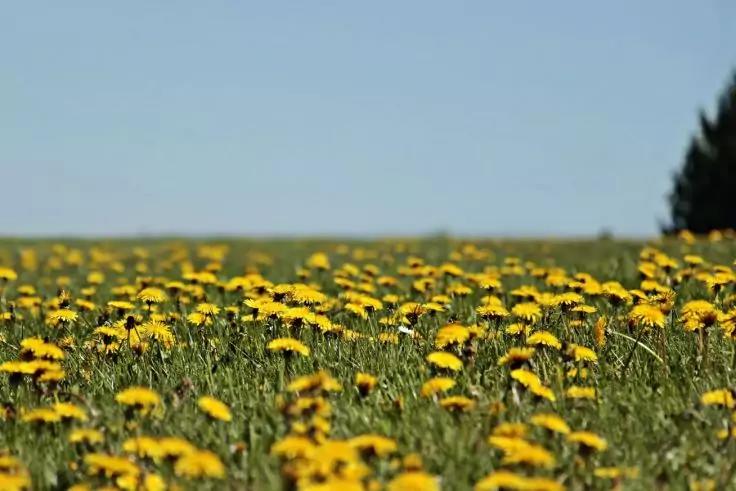 Wiese mit vielen gelben L&ouml;wenzahnbl&uuml;ten, gr&uuml;nem Gras, blauem Himmel und einem Baum am rechten Bildrand