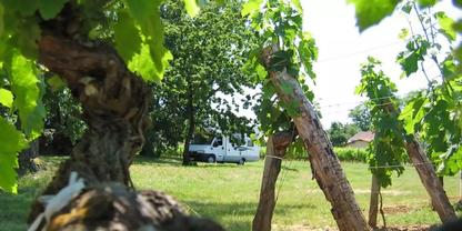 Nahaufnahme von Holzst&auml;mmen und gr&uuml;nen Rebenbl&auml;ttern; im Hintergrund ein wei&szlig;er Lieferwagen auf einer Wiese, B&auml;ume und ein Hausdach