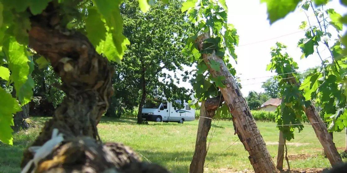 Nahaufnahme von Holzst&auml;mmen und gr&uuml;nen Rebenbl&auml;ttern; im Hintergrund ein wei&szlig;er Lieferwagen auf einer Wiese, B&auml;ume und ein Hausdach