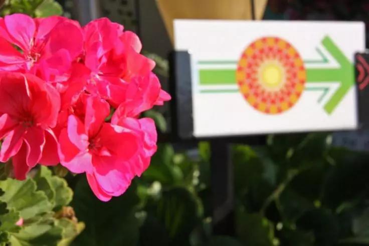 Nahaufnahme von pinken Bl&uuml;ten und gr&uuml;nen Bl&auml;ttern links; rechts unscharfes Schild mit buntem Kreis und gr&uuml;nem Pfeil auf wei&szlig;em Hintergrund