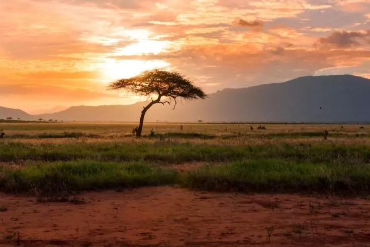 Ein einzelner flachkroniger Baum auf einer Grasfl&auml;che bei Sonnenuntergang, Berge im Hintergrund, r&ouml;tlicher Boden im Vordergrund