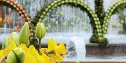 Gelbe Narzissen und Knospen im Vordergrund, im Hintergrund ein Springbrunnen mit B&ouml;gen aus gr&uuml;nen und orangefarbenen Kugeln