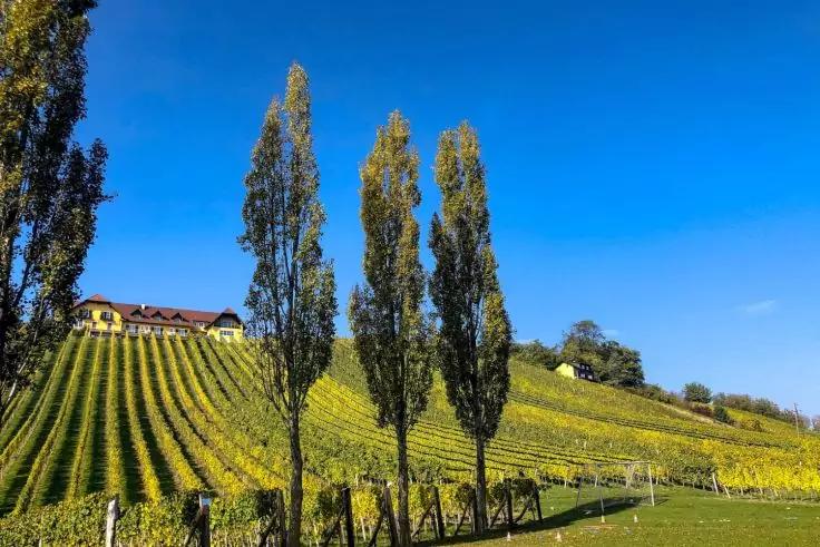 H&uuml;gel mit Reihen von Weinreben, drei hohe Pappeln und ein Haus unter blauem Himmel