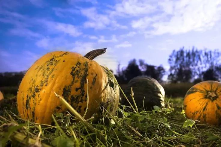Mehrere K&uuml;rbisse auf Gras, gro&szlig;er gelb-orangener K&uuml;rbis mit Stiel im Vordergrund, ein dunklerer K&uuml;rbis dahinter, B&auml;ume und bew&ouml;lkter blauer Himmel am Horizont