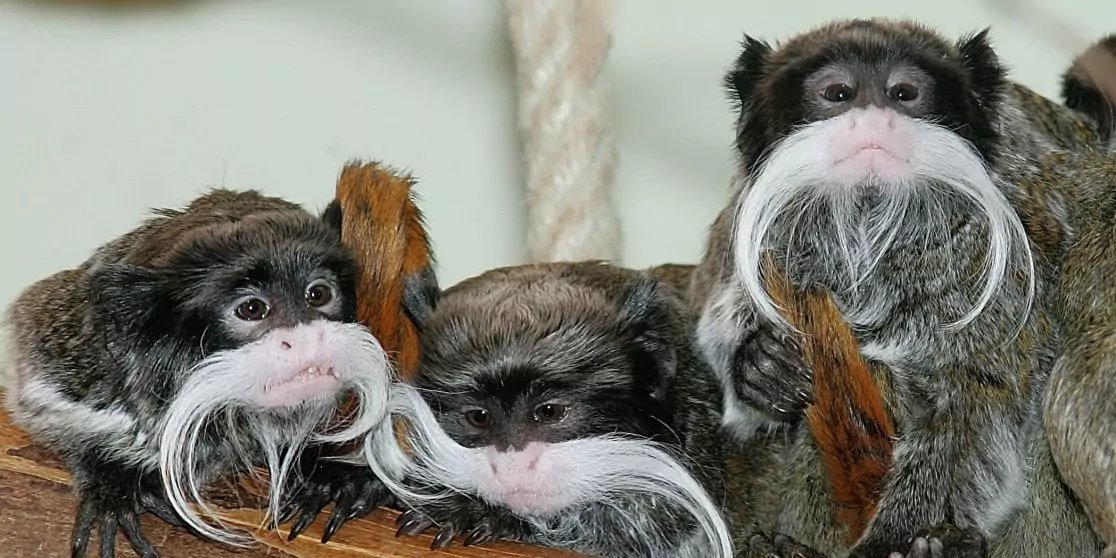 Drei kleine Affen mit langen wei&szlig;en Schnurrb&auml;rten und braun-grauem Fell sitzen nebeneinander; im Hintergrund h&auml;ngt ein dickes Seil