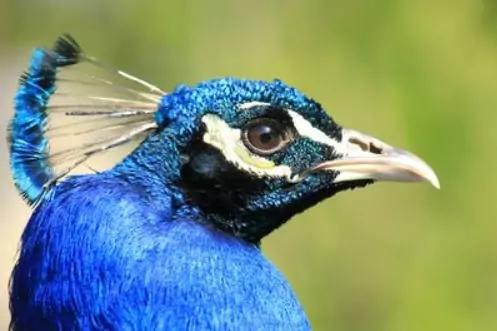 Seitenansicht des Kopfes eines Pfaus mit blauem Gefieder, Federkamm, Auge und Schnabel vor unscharf gr&uuml;nem Hintergrund