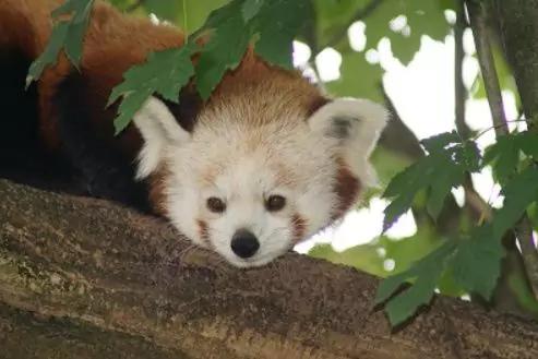 Roter Panda mit dem Kopf auf einem Ast, gr&uuml;ne Bl&auml;tter darum