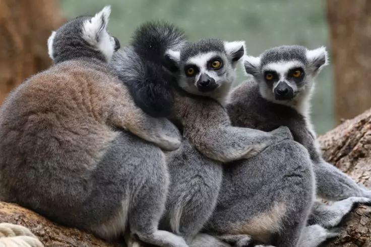 Drei Kattas sitzen eng nebeneinander auf einem Ast, zwei blicken zur Kamera