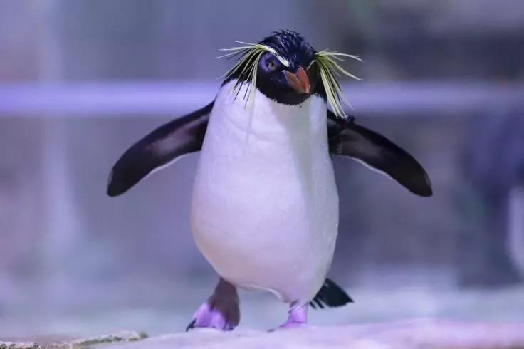 Pinguin steht auf heller Oberfl&auml;che, Fl&uuml;gel seitlich ausgestreckt; schwarzer Kopf und R&uuml;cken, wei&szlig;er Bauch, gelbe Federb&uuml;schel an den Kopfseiten, orangefarbener Schnabel