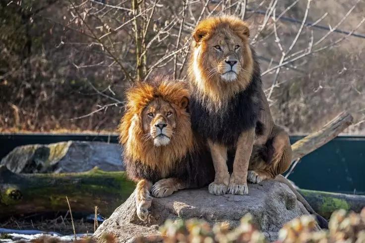 Zwei m&auml;nnliche L&ouml;wen mit M&auml;hnen sitzen auf einem Felsen, im Hintergrund B&auml;ume und ein liegender Baumstamm