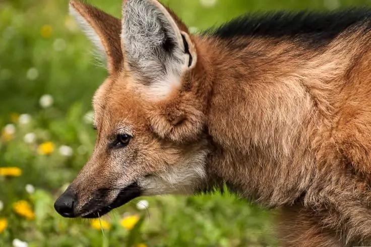 Seitenansicht eines rotbraunen Tieres mit gro&szlig;en Ohren und langer Schnauze vor Gras und gelben Blumen