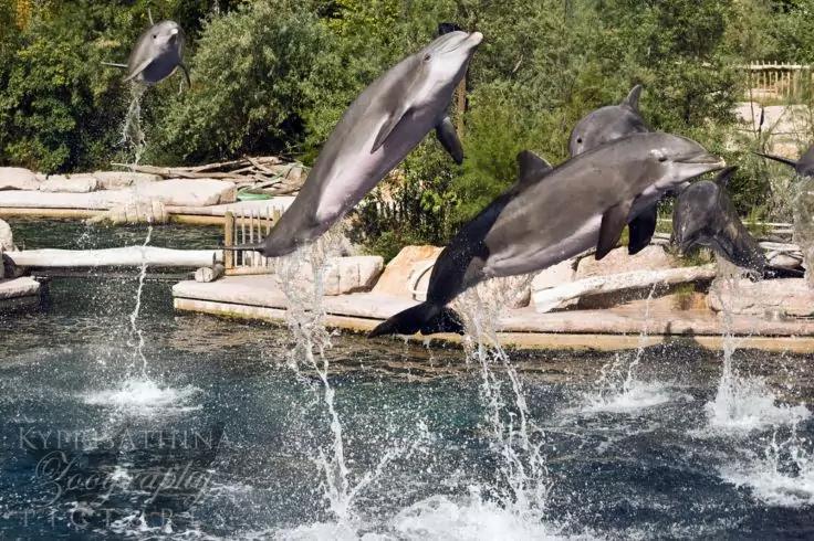 Mehrere Delfine springen aus einem Wasserbecken, Wasserspritzer, steinerner Beckenrand und Bepflanzung im Hintergrund