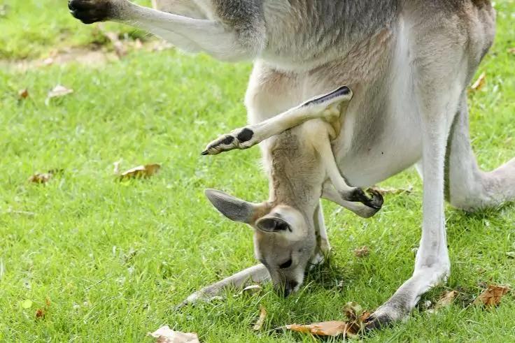 Erwachsenes K&auml;nguru mit Jungtier, dessen Kopf und Vorderbein aus dem Beutel ragen; beide auf Gras mit vereinzelten Bl&auml;ttern