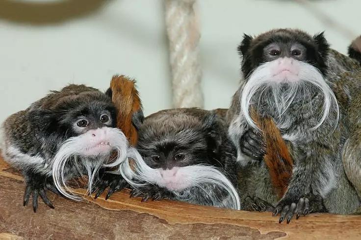 Drei kleine Affen mit langen wei&szlig;en Schnurrb&auml;rten sitzen nebeneinander auf einem Holzstamm; im Hintergrund ist ein Seil sichtbar
