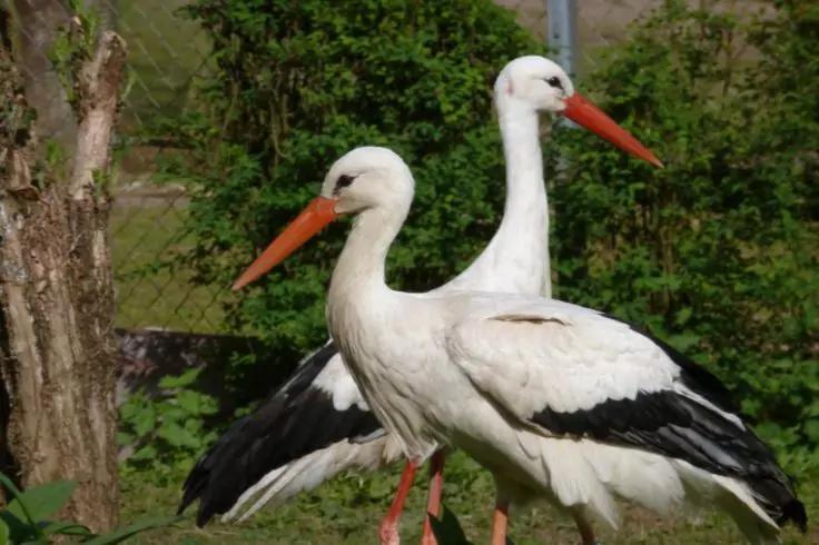 Zwei wei&szlig;e St&ouml;rche mit roten Schn&auml;beln und roten Beinen stehen nebeneinander vor B&uuml;schen