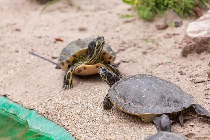 Drei Schildkr&ouml;ten auf sandigem Boden neben einem gr&uuml;nen Wasserbereich, eine liegt teilweise auf einer anderen