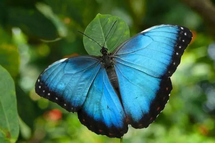 Blauer Schmetterling mit ge&ouml;ffneten Fl&uuml;geln, schwarze Fl&uuml;gelr&auml;nder mit wei&szlig;en Punkten, auf einem gr&uuml;nen Blatt, verschwommener gr&uuml;ner Hintergrund