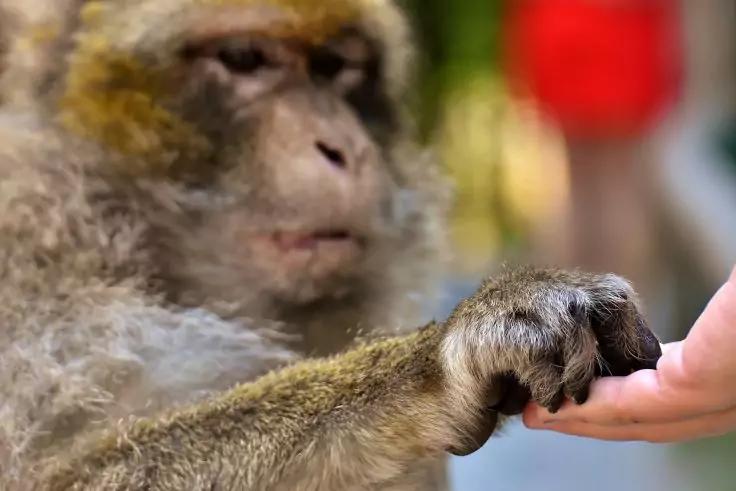 Brauner Affe h&auml;lt mit seiner Hand die Finger einer menschlichen Hand vor unscharfem, buntem Hintergrund