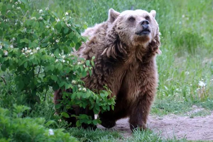 Braunb&auml;r steht neben einem Strauch auf einer Wiese und blickt nach oben