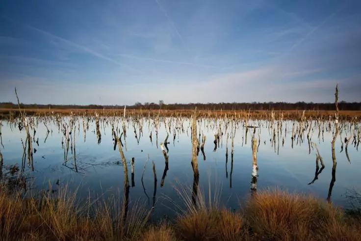 Flaches Gew&auml;sser mit spiegelnder Oberfl&auml;che, vielen kahlen Baumst&auml;mmen im Wasser, Schilf im Vordergrund, Baumreihe am Horizont und blauer Himmel mit d&uuml;nnen Wolken