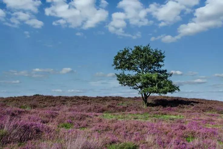 Ein Baum auf lila bl&uuml;hender Heide, blauer Himmel mit wei&szlig;en Wolken