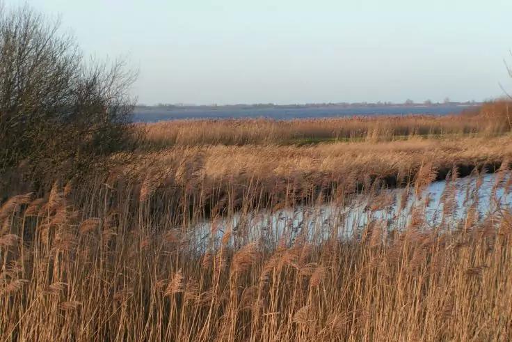 Braune Schilfhalme im Vordergrund, ein Wasserarm dahinter, kahle Str&auml;ucher links und weiter flacher Horizont unter hellem Himmel