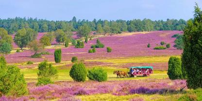 Lila bl&uuml;hende Heidefl&auml;che mit vereinzelten B&auml;umen, auf einem Weg ein Pferdegespann zieht einen Wagen mit Personen, klarer Himmel
