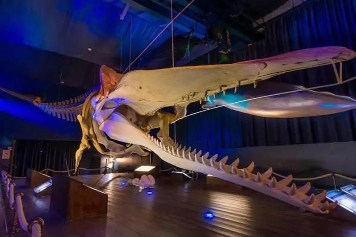 Großes aufgehängtes Skelett mit langem, schmalem Kiefer und vielen Zähnen in einem dunklen Ausstellungsraum